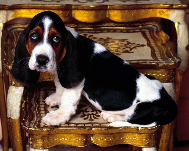 basset-hound-puppy-wallpapers_10322_1152x864[1] - Wallpapers puppy