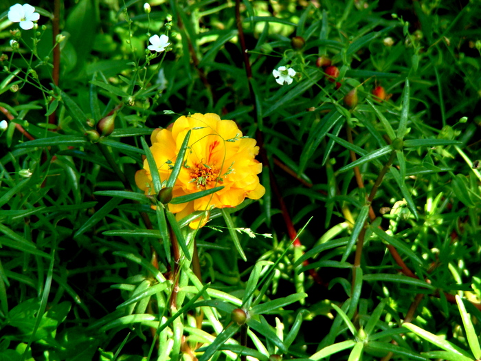 flori de piatra 2 (portulaca grandiflora)_01 - 4_iulie