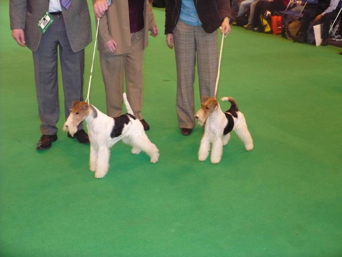 P1050528 - crufts 2009 smooth fox  and wire