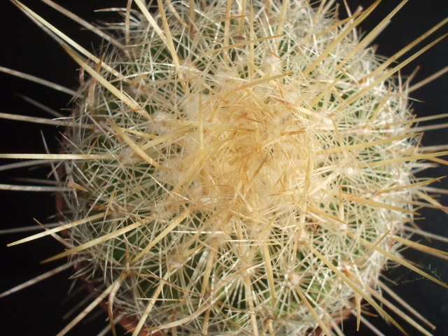 Thelocactus macdowelii vedere apicala - cactusii mei