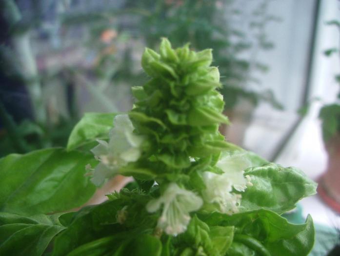 DSCF2149 - 2008 de zii cu zii