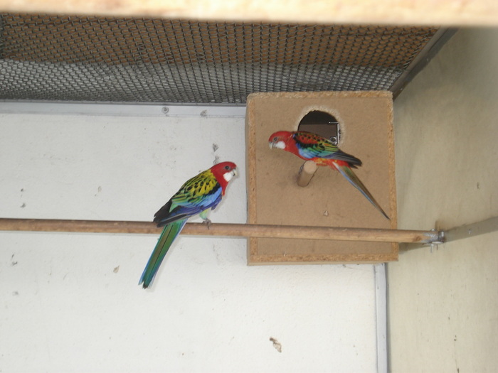 m rosella standard f rosella rubin - perusi rahau-alba