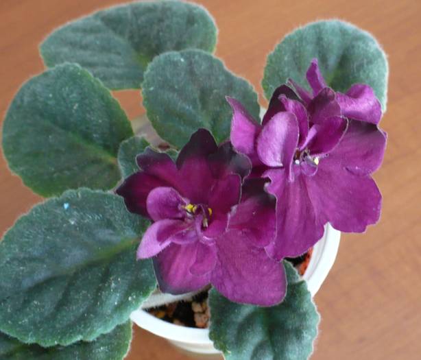 P1140249 - Saintpaulia - violete de camera