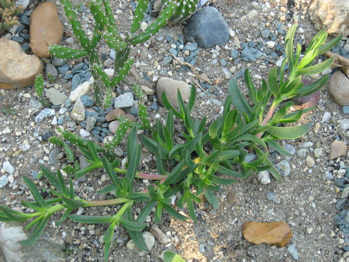 IMG_8209 - Cactusi la mosie 17 iunie 2009