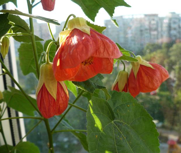 P1130807 - ABUTILONI