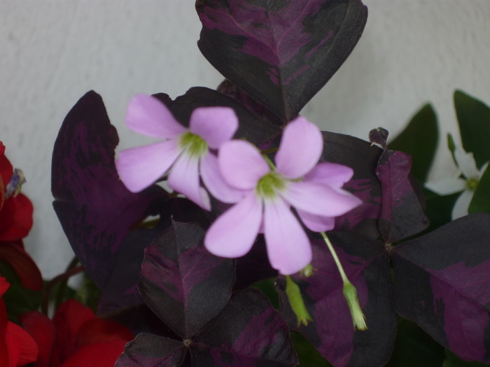 Oxalis