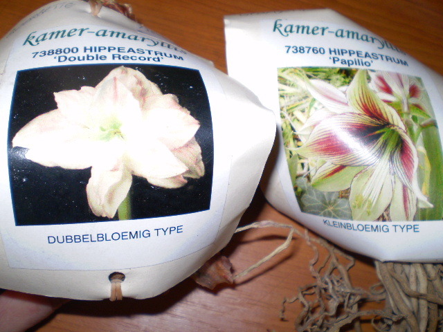 Hippe Double Record si Papillio