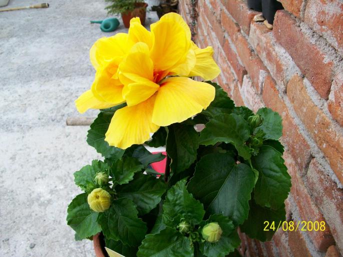 100_0146 - hibiscus