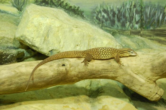 DSC_0110 - zoo amneville