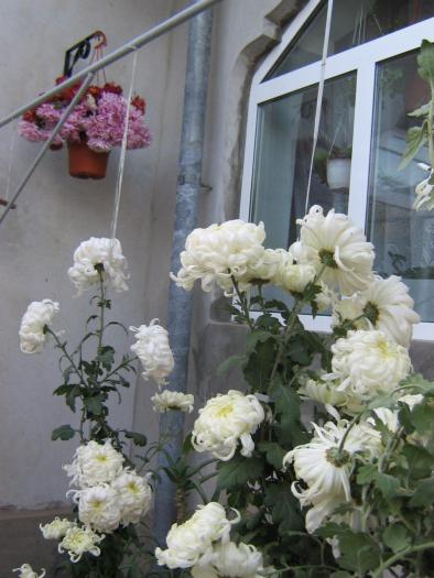 picture 601 - crizanteme  2008