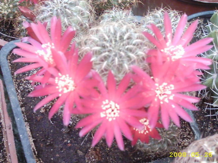 11-Sulcorebutia? - cactusi