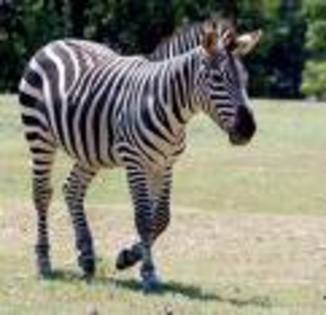 zebra