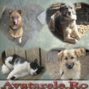 www_avatarele_ro__1207999267_164428 - Avatare