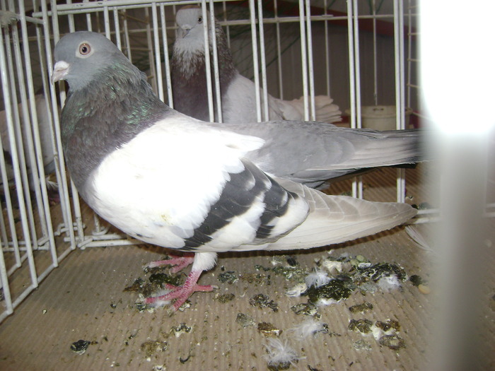 DSC07811 - Expozitie BIstrita 20 12 2009