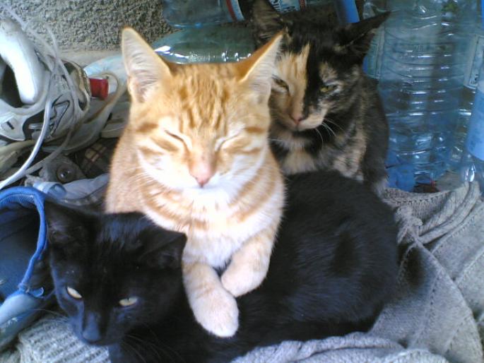 1 - pisici din 2007