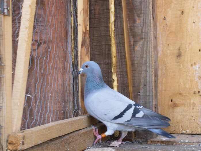 HPIM3033 - porumbei 2009