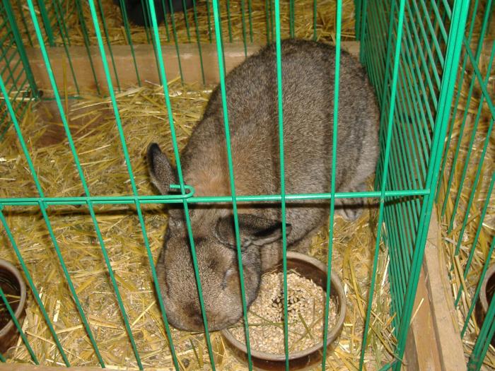 Nitra 06.12.2008 089