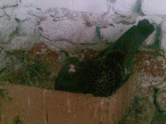 07062008(009); pe oua...
