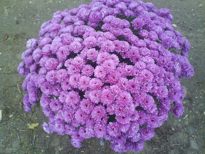 3 - Crizanteme  butasi  DE VANZARE iulie2012