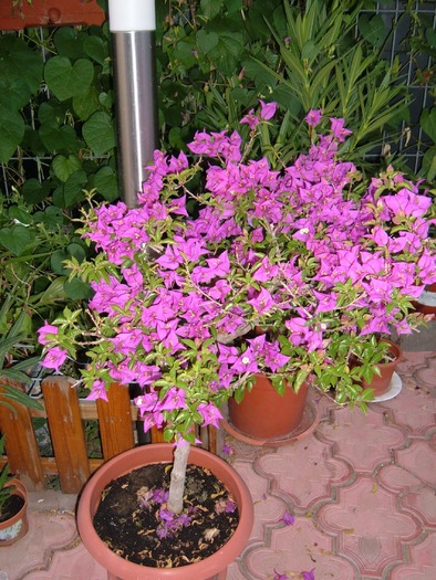 bouga movulie - bougainvillea