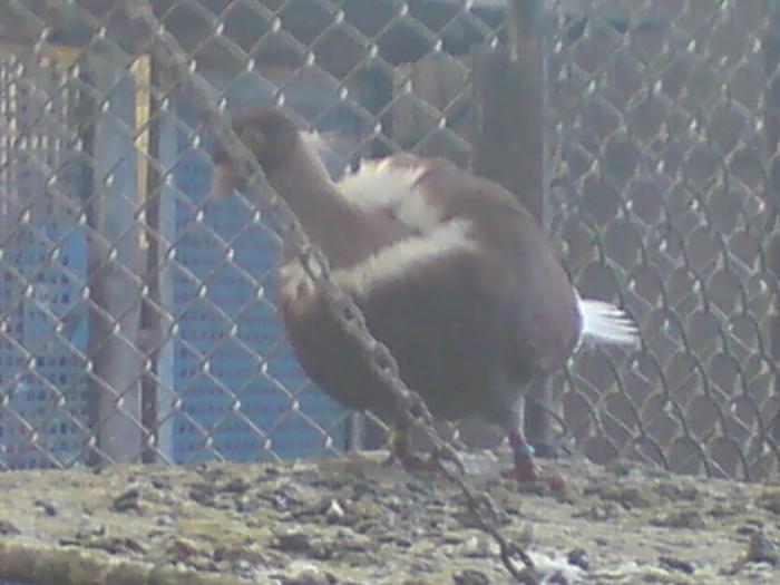 DSC01045 - Gat-Golas