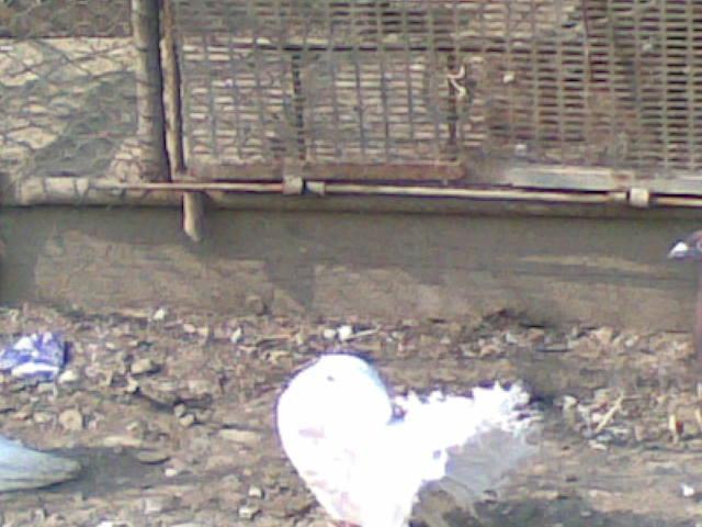 28022009(038) - diferite rase porumbei