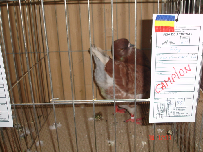  - EXPO TIMISOARA NOIEMBRIE 2009