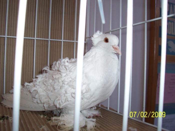 Expo Oradea 2009 070