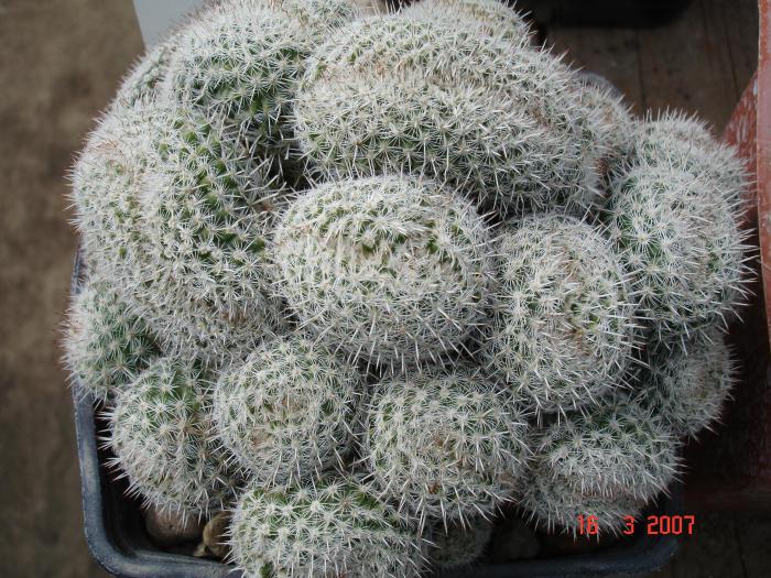 Mammillaria parkinsonii v cristata - Cactusi la Constanta