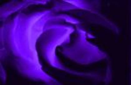 TY6U - Purple rose