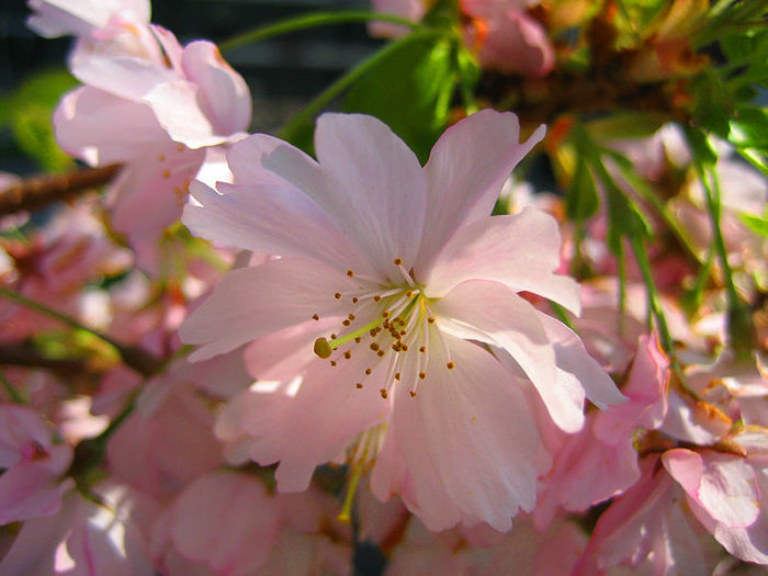 800px-Pink_Sakura_Macro%2C_26_april_2007 - Flori de cires