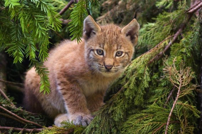 Lynx_kitten - natura