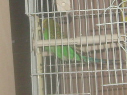 S7309047 - papagalul meu paco