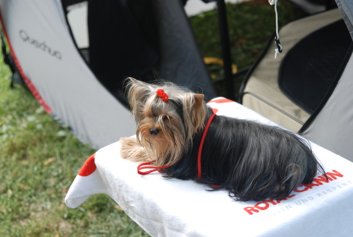 DSC_0068 - Concurs international de frumustete canina 2009 TgMures