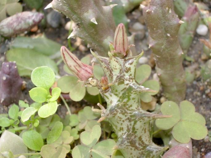 Orbea cucullata - Asclepiadaceae