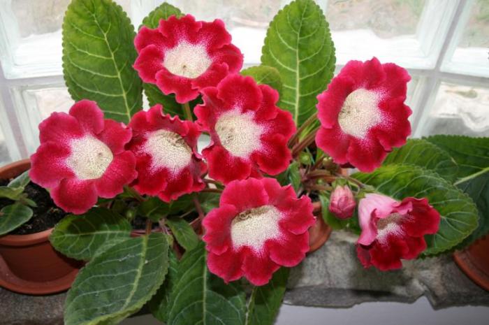 GLOXINIA