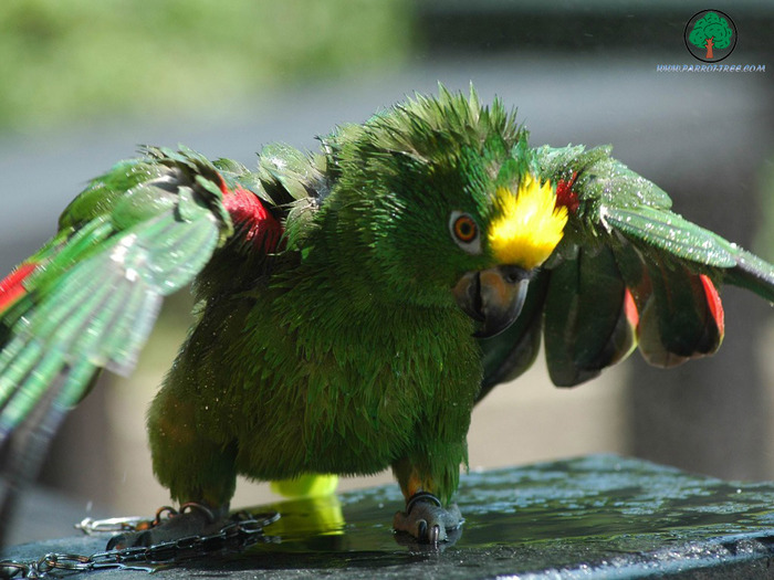 Wallpapers - Parrots - 11 - PAPAGALI