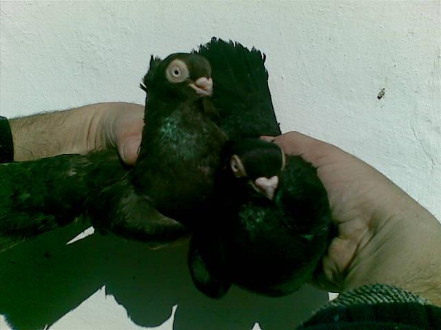 28022009(046) - diferite rase porumbei