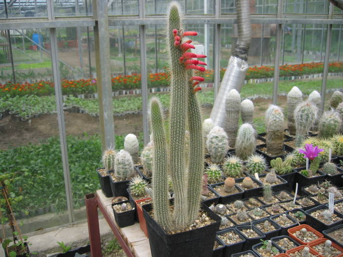 ai mei cactusi 107