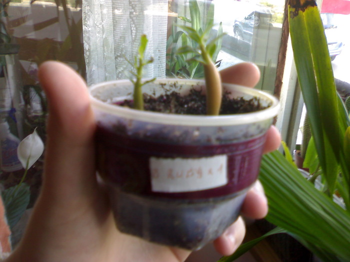 Plantutele de ~ 2 luni - Adenium 2009