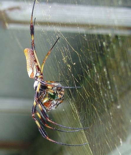 banana_spiders_with_their_prey_001_sm