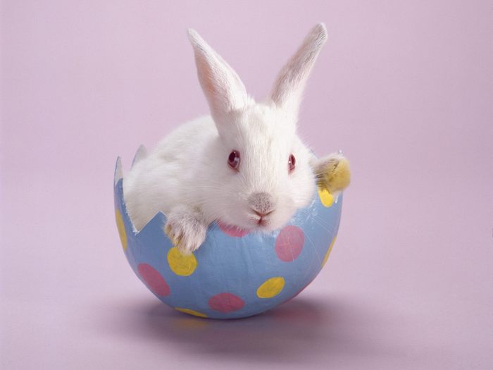 Hare on the Half Shell