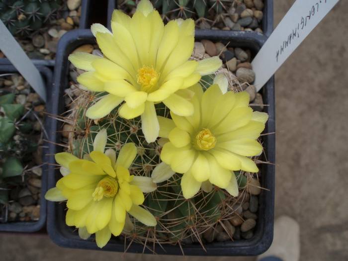 Dolichothele longimamma - Cactusi la Constanta