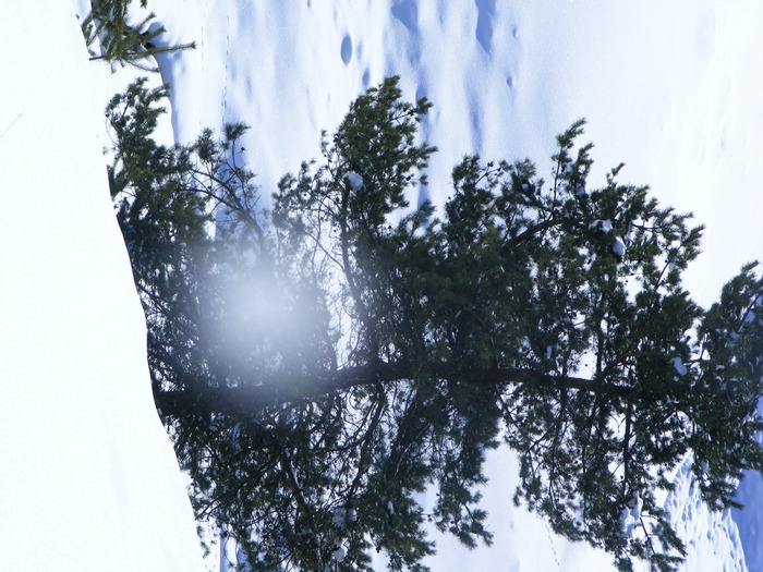 DSCF6953
