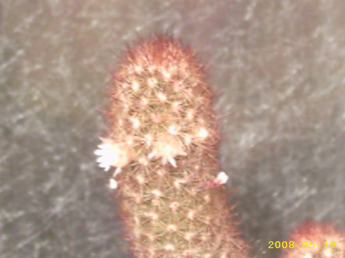 2-Mammillaria elongata - cactusi