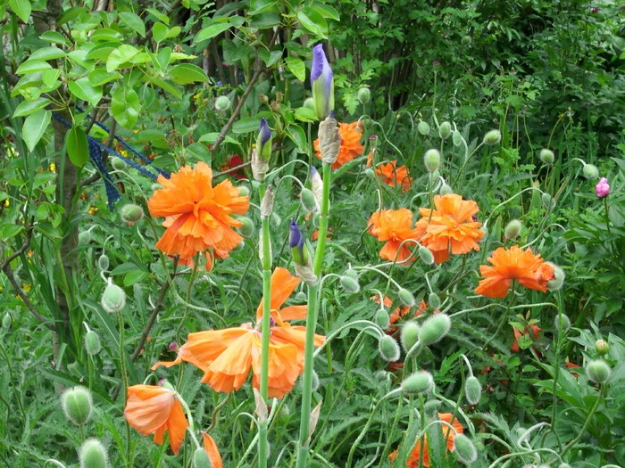 DSCI0152 - flori din gradina mea