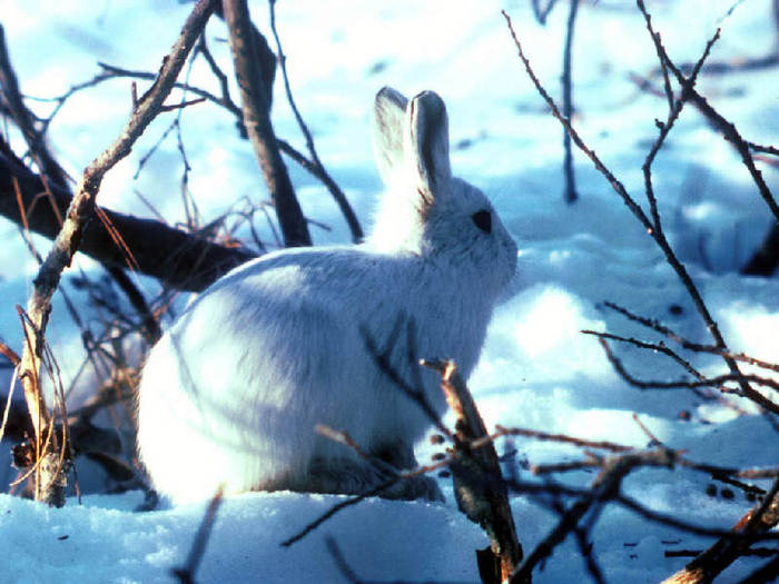 Snowy_Rabbit - rabbit