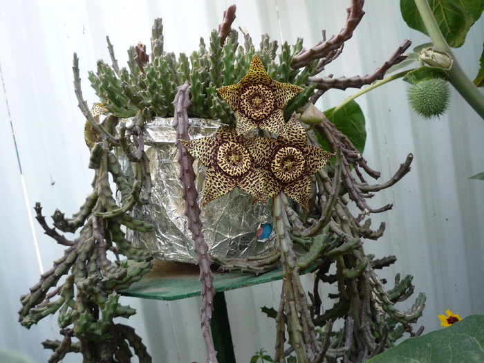 P1010581 - dragele mele flori 2009