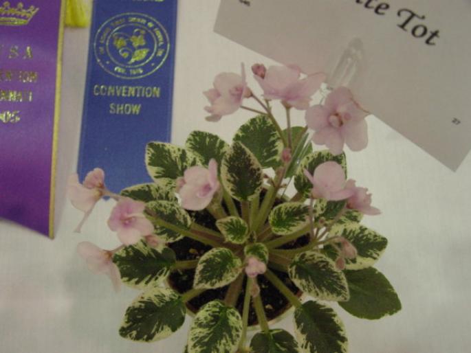 Petite_Tot_2005avsa - violete de pe net 1