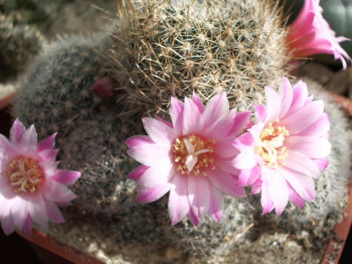 Rebutia narvacensis